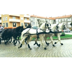 Carro con 5 caballos