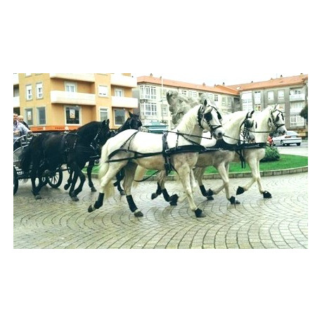 carruaje boda caballos, carro ceremonia, evento, comunión Galicia
