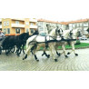 CASAMENTO COM 5 CAVALOS