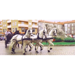 carruaje boda caballos, carro ceremonia, evento, comunión Galicia