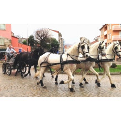 carruaje boda caballos, carro ceremonia, evento, comunión Galicia