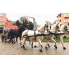 CASAMENTO COM 5 CAVALOS