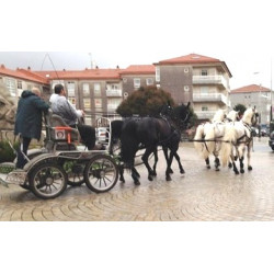 CASAMENTO COM 5 CAVALOS
