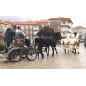 carruaje boda caballos, carro ceremonia, evento, comunión Galicia