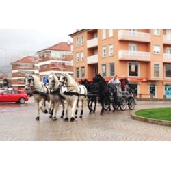 CASAMENTO COM 5 CAVALOS