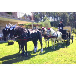 Casamento com  4 cavalos