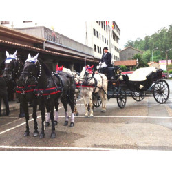 Casamento com  4 cavalos