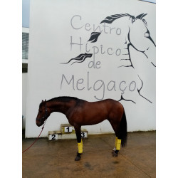 Potro De Deporte