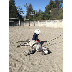 Pony A Welhs