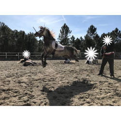 Pony A Welhs