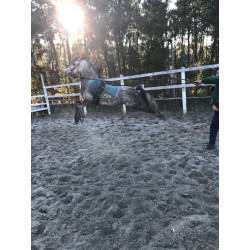 Pony A Welhs