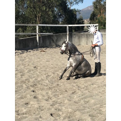 Pony A Welhs