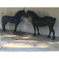 Caballo Pura Raza Frison