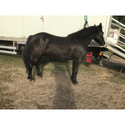 Pony Pura Raza Galega