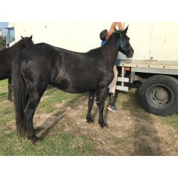 Pony C Pura Raza Galega