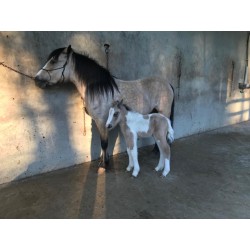 Poni Picaso