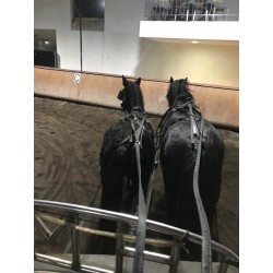PONY C CAPA NEGRA