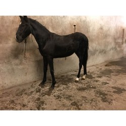 PONY C CAPA NEGRA