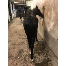 PONY C CAPA NEGRA