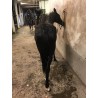 PONY C CAPA NEGRA