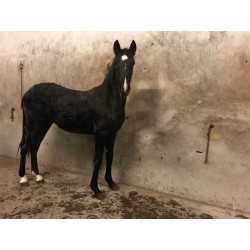 PONY C CAPA NEGRA