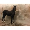 PONY C CAPA NEGRA