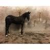 PONY C CAPA NEGRA