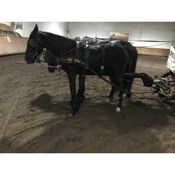 PONY C CAPA NEGRA