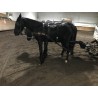 PONY C CAPA NEGRA