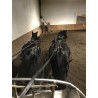 PONY C CAPA NEGRA