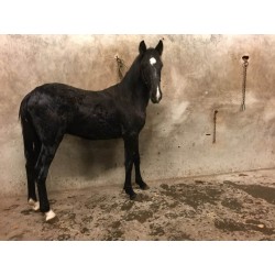 PONY C CAPA NEGRA