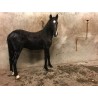PONY C CAPA NEGRA