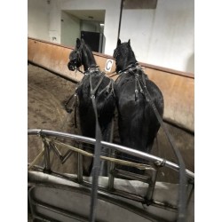 PONY C CAPA NEGRA