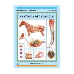 Anatomía del caballo