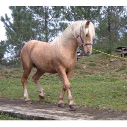 Hispano Breton Palomino