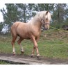 Hispano Breton Palomino