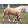 Hispano Breton Palomino