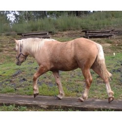 Hispano Breton Palomino