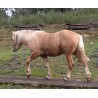 Hispano Breton Palomino