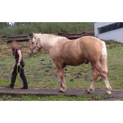 Hispano Breton Palomino