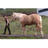 Hispano Breton Palomino