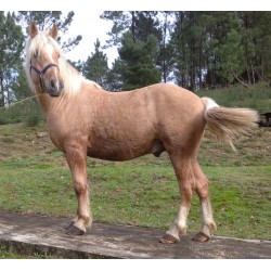 Hispano Breton Palomino
