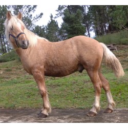 Hispano Breton Palomino