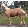 Hispano Breton Palomino