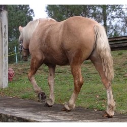 Hispano Breton Palomino