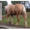 Hispano Breton Palomino