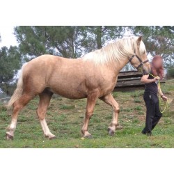 Hispano Breton Palomino