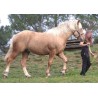 Hispano Breton Palomino