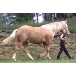 Hispano Breton Palomino