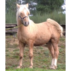Hispano Breton Palomino